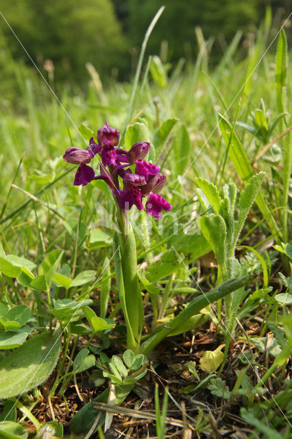 Green-winged Orchid (Anacamptis morio