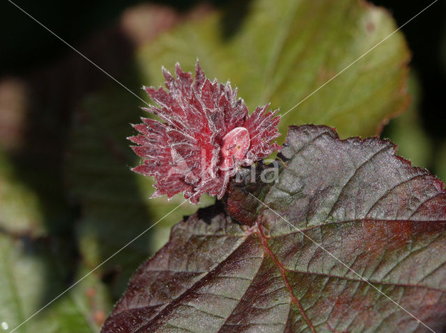 Hazel (Corylus avellana)