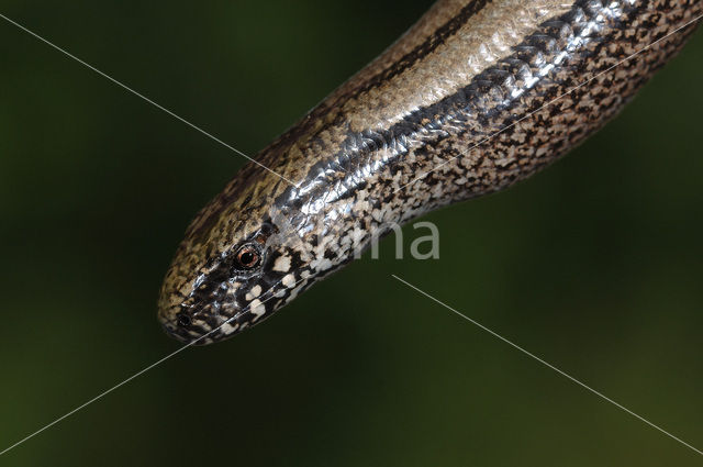 Hazelworm (Anguis fragilis)