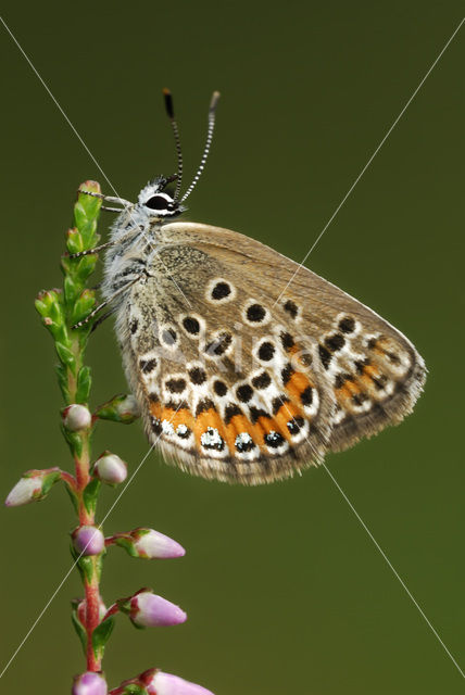 Silver Studded Blue (Plebejus argus)