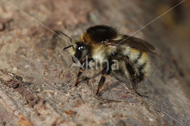 Brown-banded carder bee (Bombus humilis)