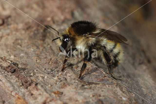 Heidehommel (Bombus humilis)