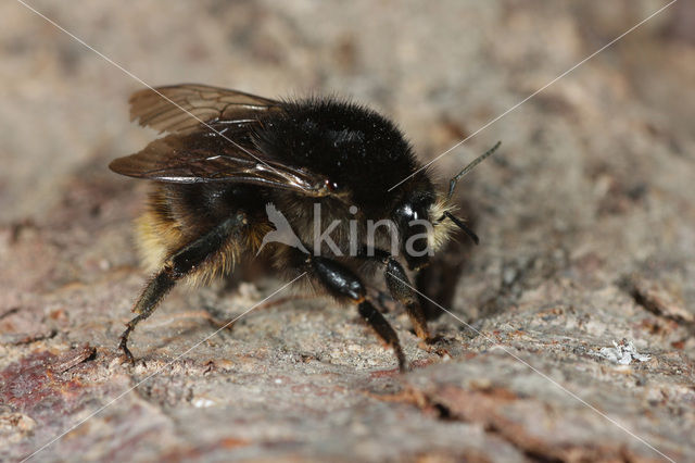 Heidehommel (Bombus humilis)