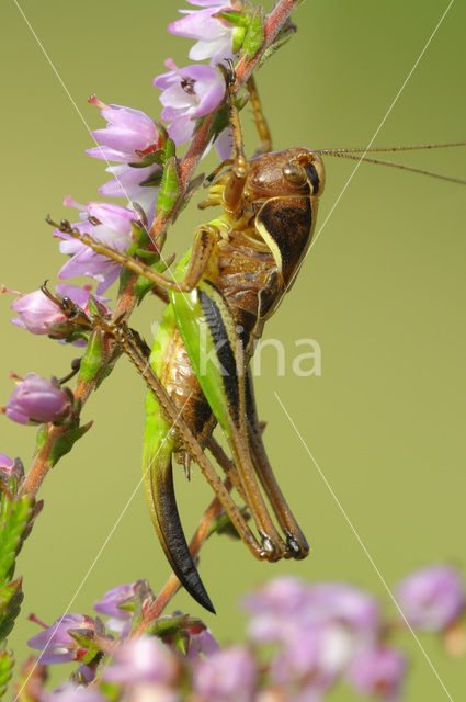 Heidesabelsprinkhaan (Metrioptera brachyptera)