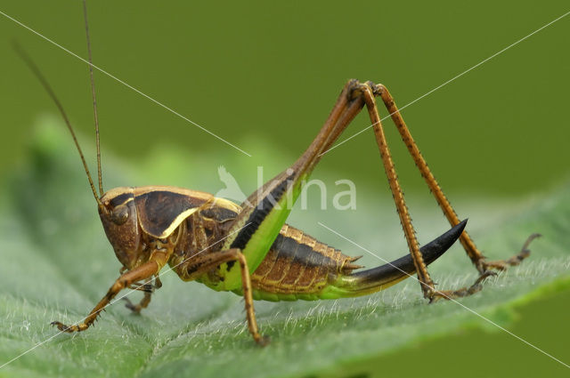 Heidesabelsprinkhaan (Metrioptera brachyptera)