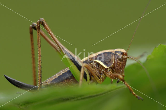 Heidesabelsprinkhaan (Metrioptera brachyptera)