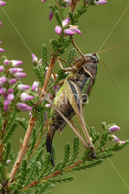 Heidesabelsprinkhaan (Metrioptera brachyptera)