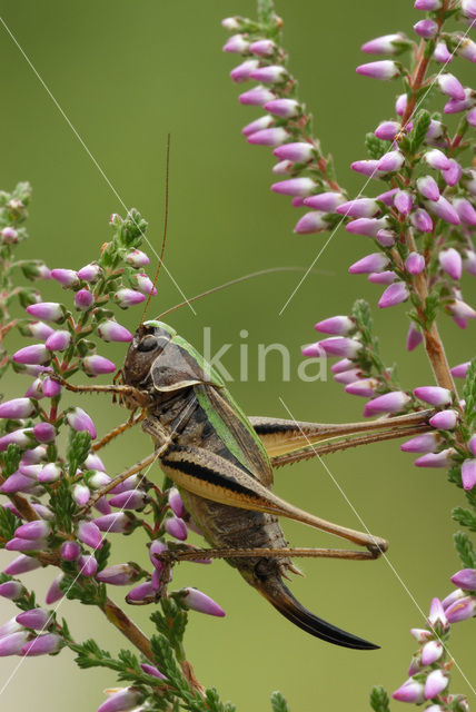 Bog Bush-cricket (Metrioptera brachyptera)