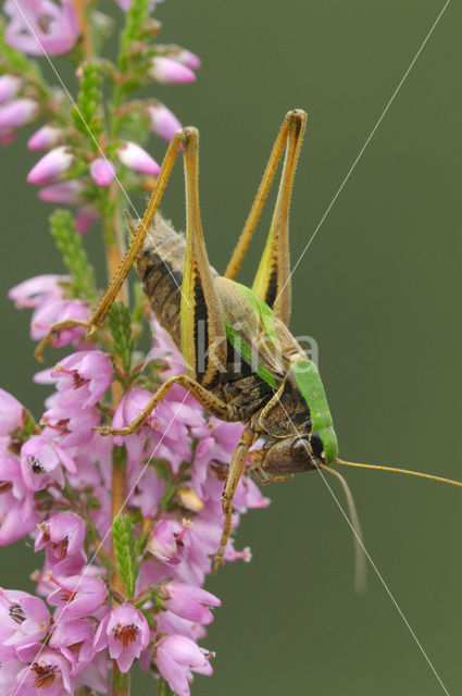 Heidesabelsprinkhaan (Metrioptera brachyptera)