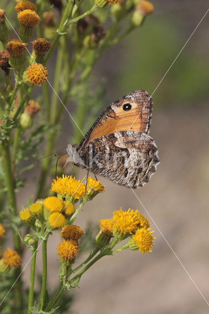 Grayling (Hipparchia semele)