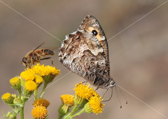 Grayling (Hipparchia semele)