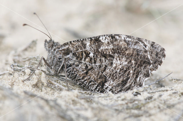 Grayling (Hipparchia semele)