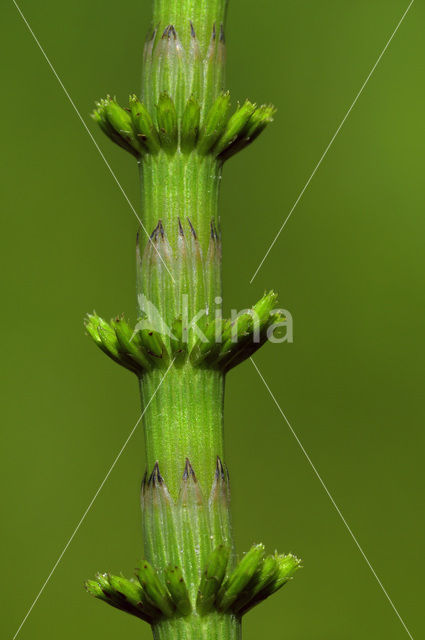 Waterhorsetail (Equisetum fluviatile)
