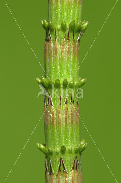Waterhorsetail (Equisetum fluviatile)