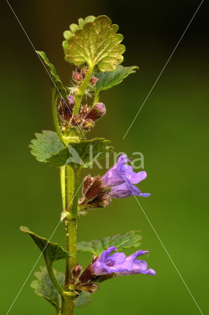 Hondsdraf (Glechoma hederacea)