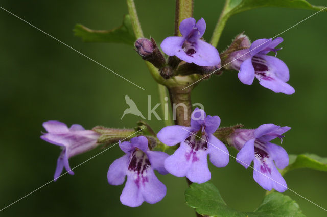 Ground Ivy (Glechoma hederacea)