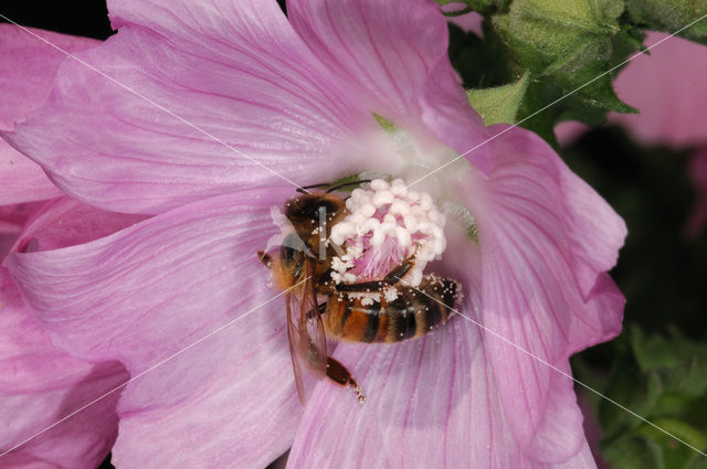 Honey bee (Apis mellifera)