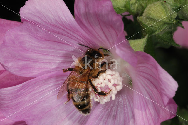 Honey bee (Apis mellifera)