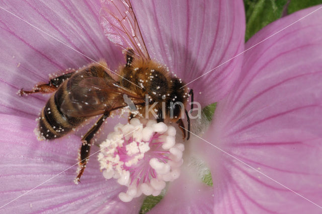 Honey bee (Apis mellifera)