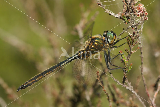 Northern Emerald (Somatochlora arctica)