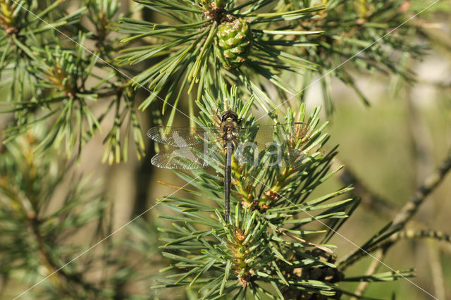 Hoogveenglanslibel (Somatochlora arctica)