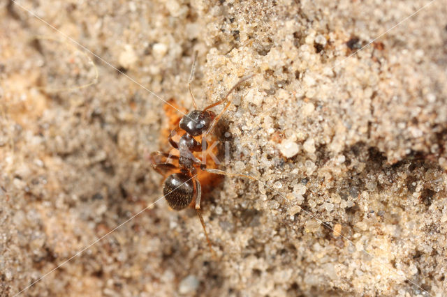 Lasius platythorax