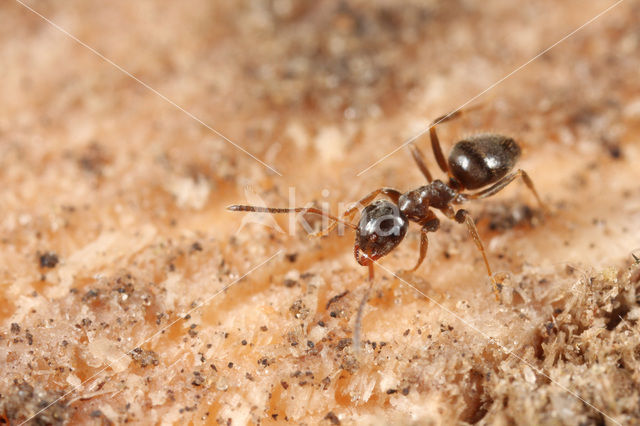 Lasius platythorax