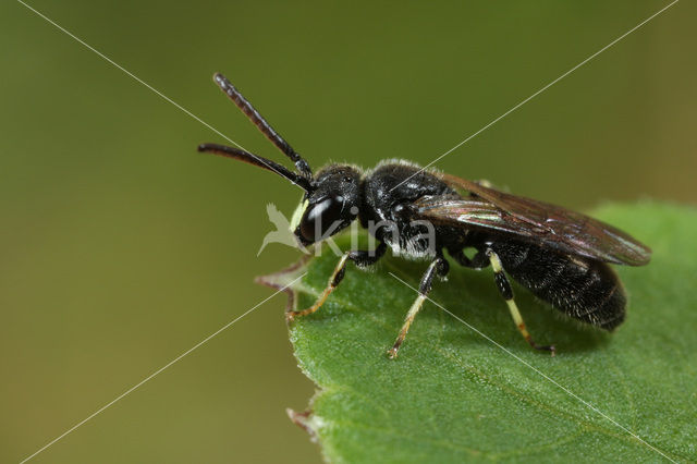 Hylaeus paulus