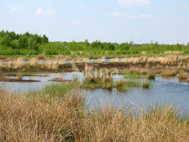 Internationaal Natuurpark Bourtanger Moor-Bargerveen