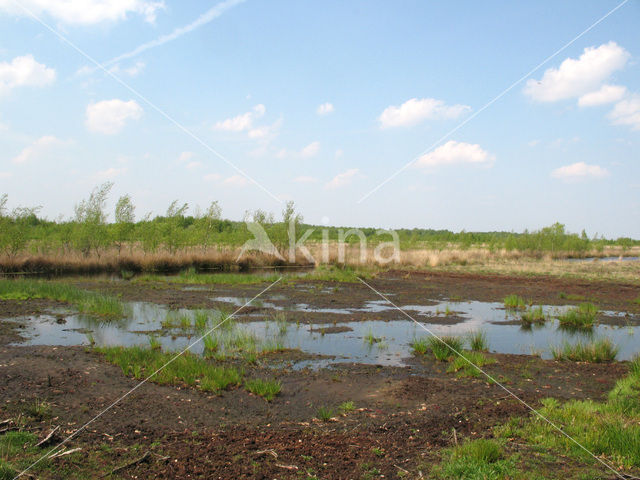 Internationaal Natuurpark Bourtanger Moor-Bargerveen