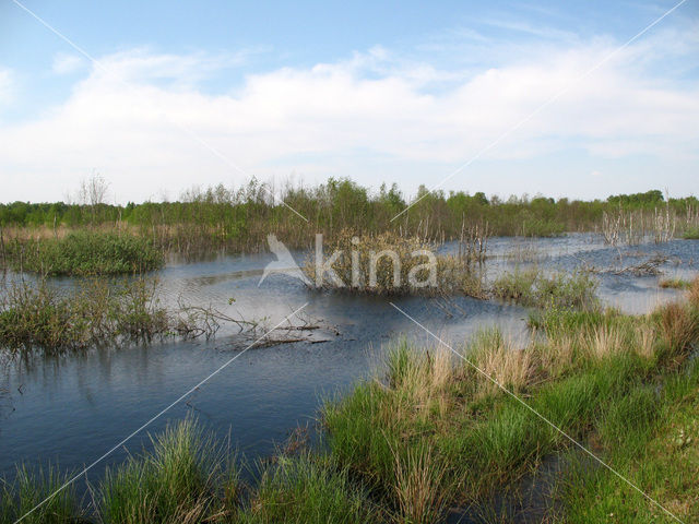 Internationaler Naturpark Bourtanger Moor-Bargerveen