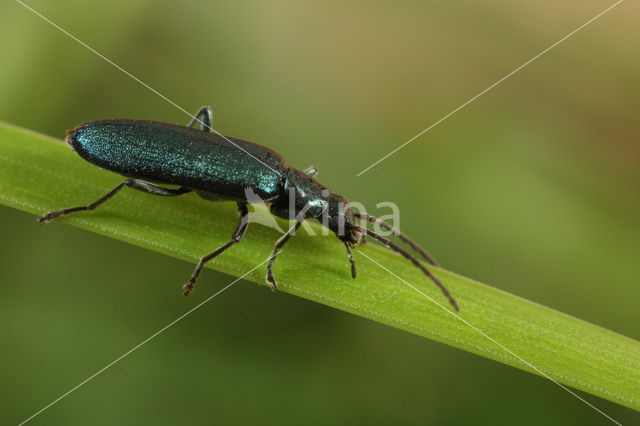 Ischnomera cyanea