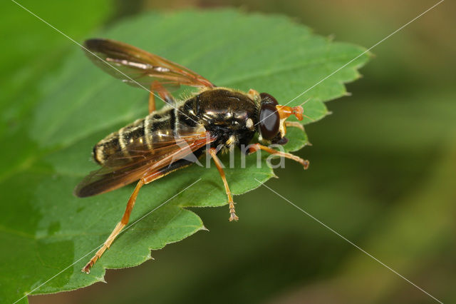 Juweelzweefvlieg (Caliprobola speciosa)