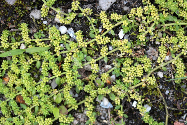 Kaal breukkruid (Herniaria glabra)