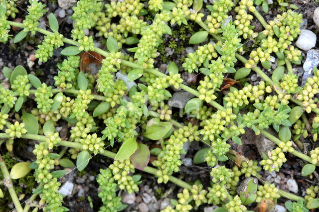 Kaal breukkruid (Herniaria glabra)