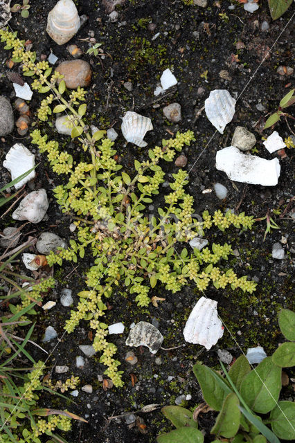 Kaal breukkruid (Herniaria glabra)