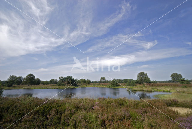 Kampina