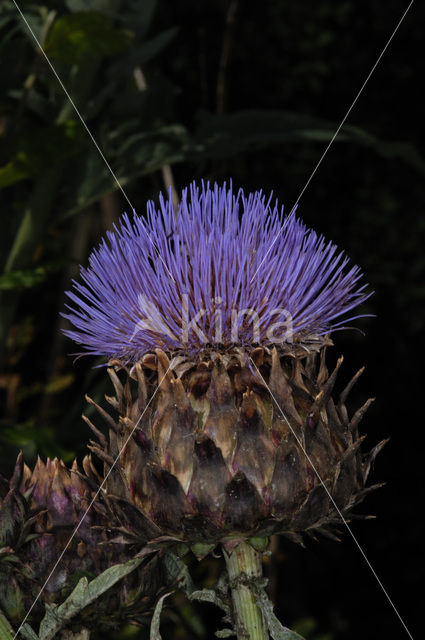 Kardoen (Cynara cardunculus)