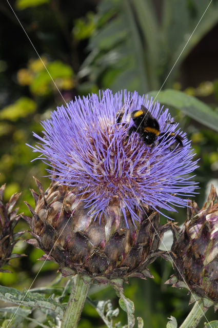 Cardoon (Cynara cardunculus)