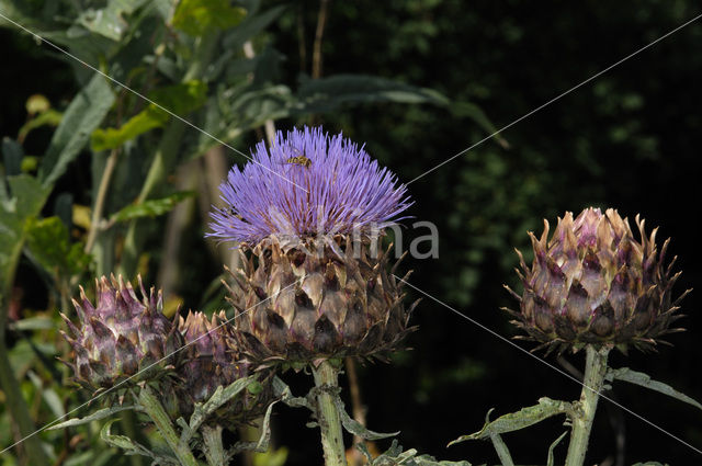 Kardoen (Cynara cardunculus)