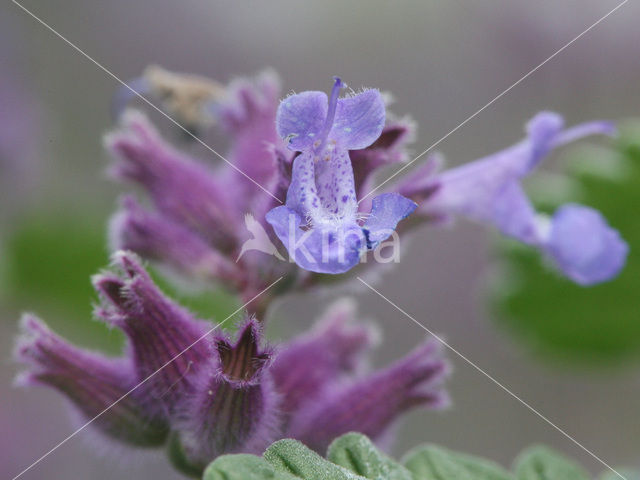 Blue Catmint (Nepeta x faassenii)