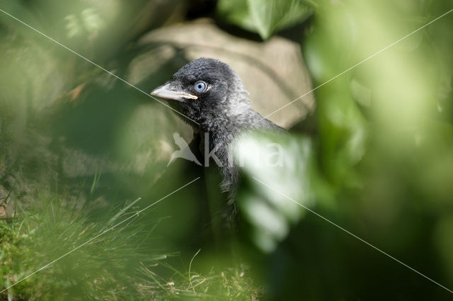 Eurasian Jackdaw (Corvus monedula)