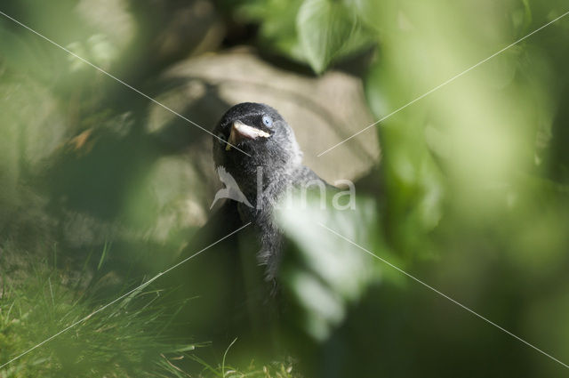 Eurasian Jackdaw (Corvus monedula)