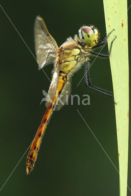 Eurasian red dragonfly (Sympetrum depressiusculum)