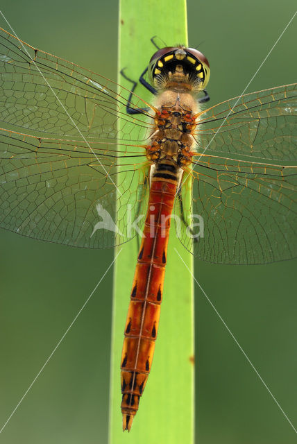 Eurasian red dragonfly (Sympetrum depressiusculum)