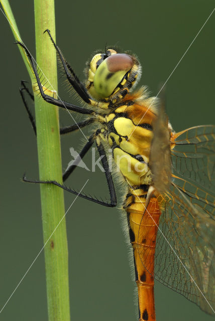 Eurasian red dragonfly (Sympetrum depressiusculum)