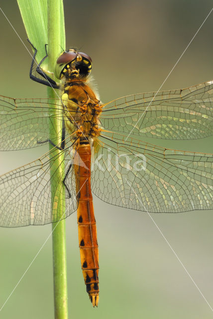 Kempense heidelibel (Sympetrum depressiusculum)