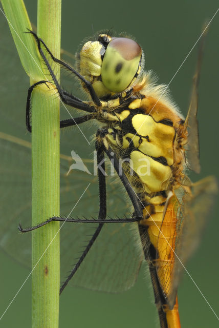 Eurasian red dragonfly (Sympetrum depressiusculum)