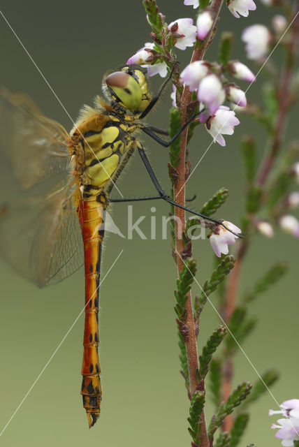 Eurasian red dragonfly (Sympetrum depressiusculum)