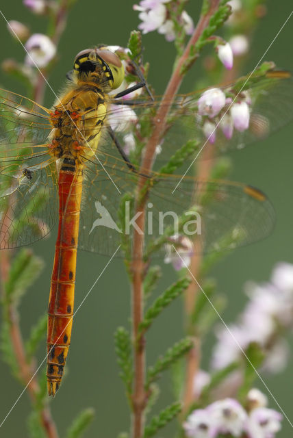 Kempense heidelibel (Sympetrum depressiusculum)